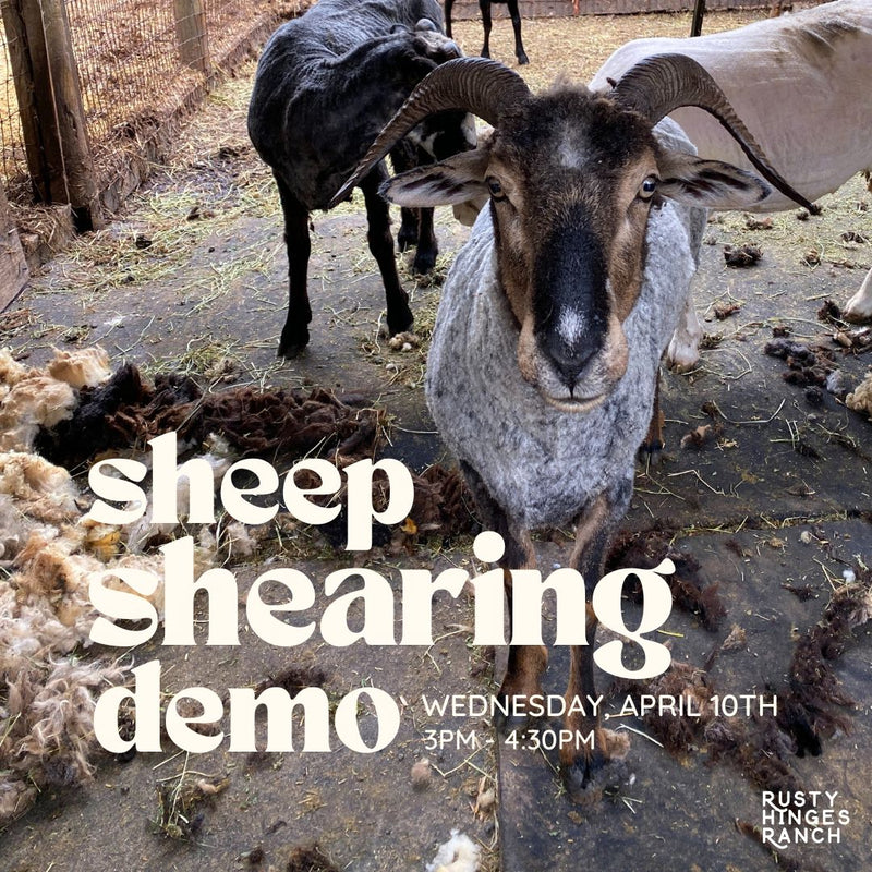 Sheep Shearing Demonstration - Wednesday April 10th