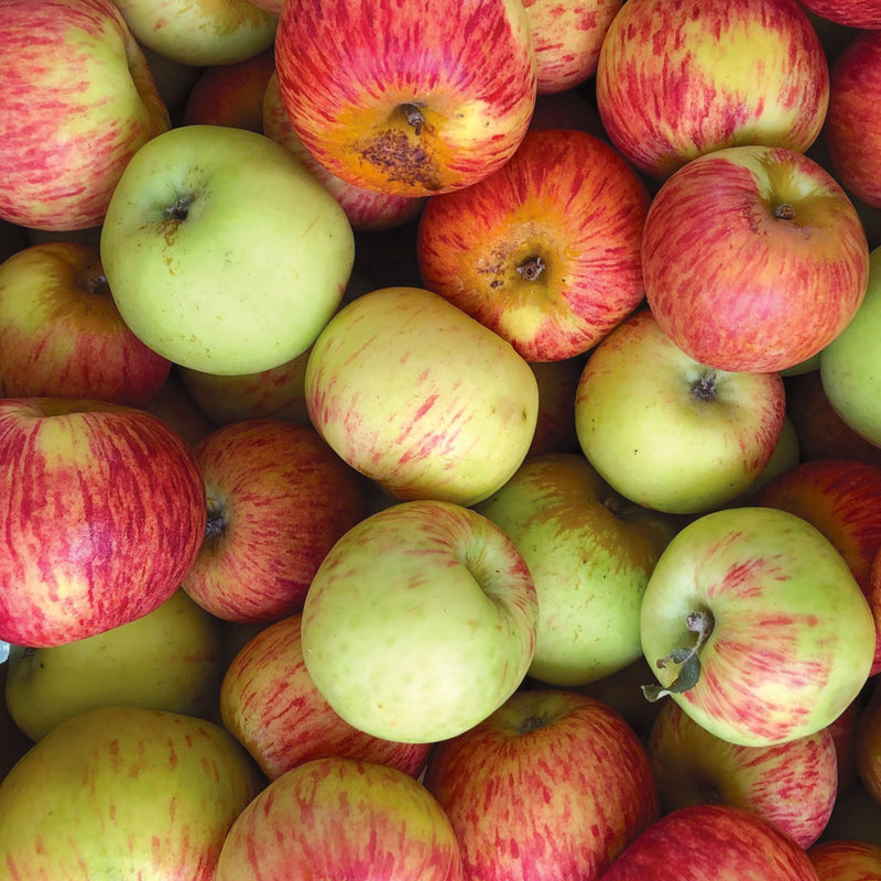 Gravenstein Apples, Organic