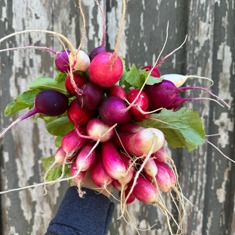 Mixed Color Radish Bunch
