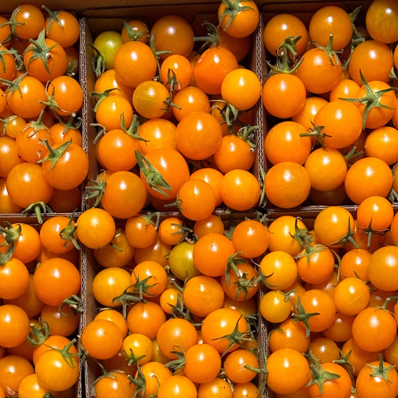 Sungold Cherry Tomatoes, Organic