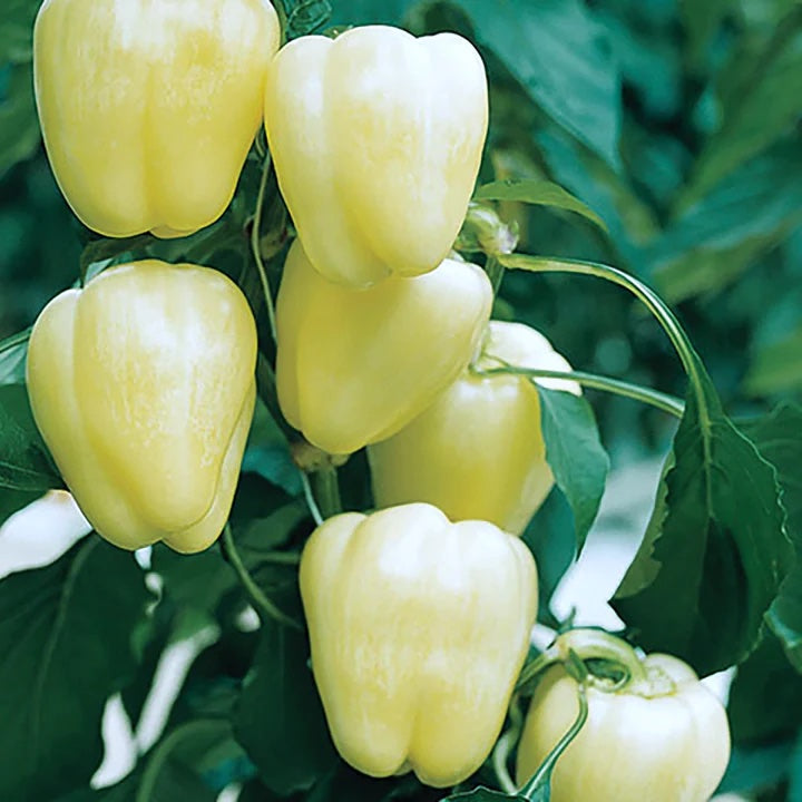 Heirloom White Bell Pepper, Organic