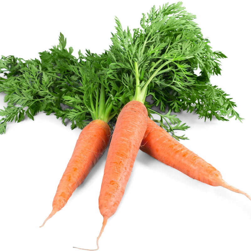 Carrot Bunch, Organic