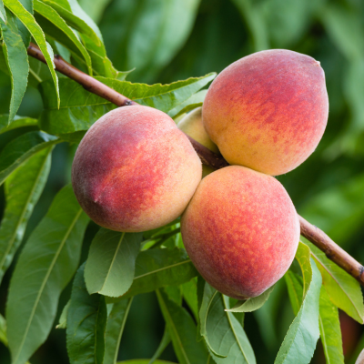 Peaches, Lady in Red (each)