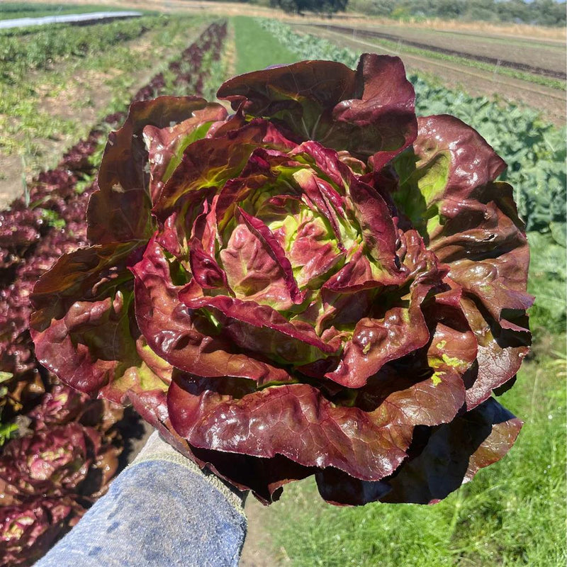 Red Butter Lettuce