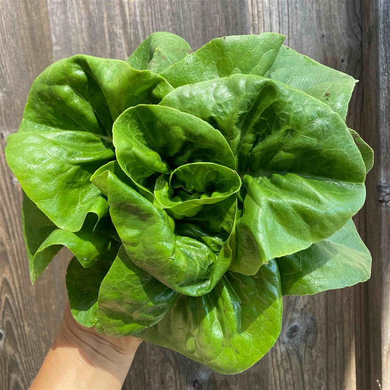 Green Little Gem Lettuce