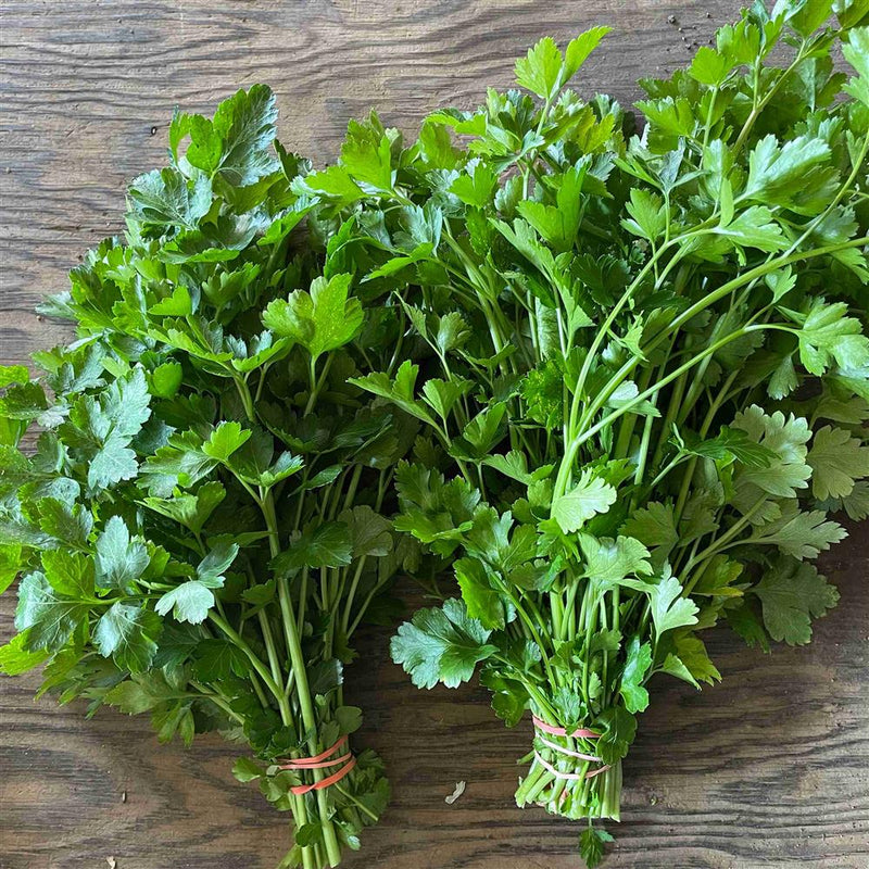 Parsley Bunch