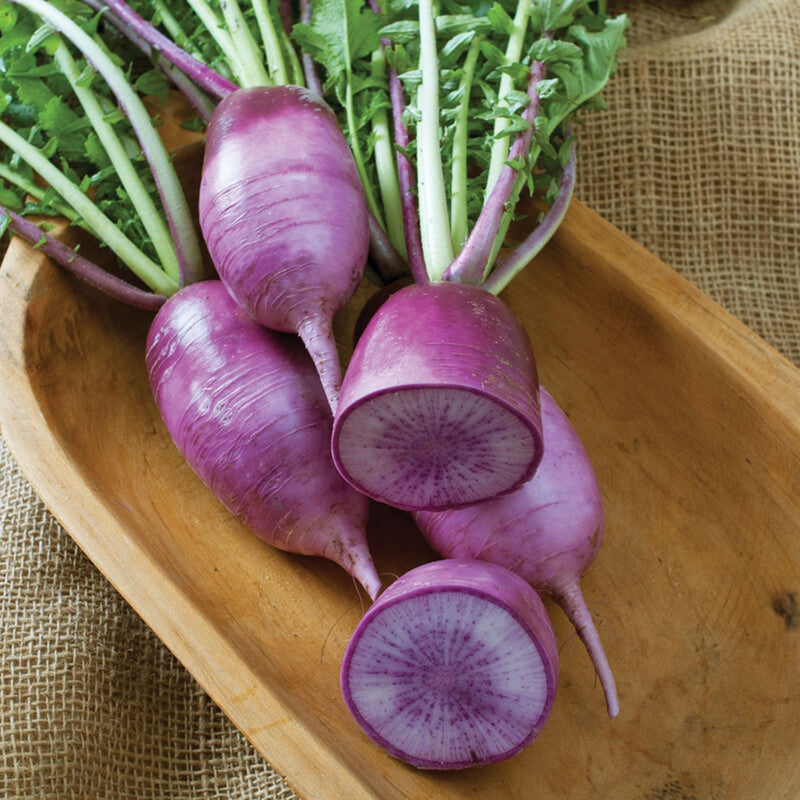 Purple Daikon Radishes 1lb, Organic