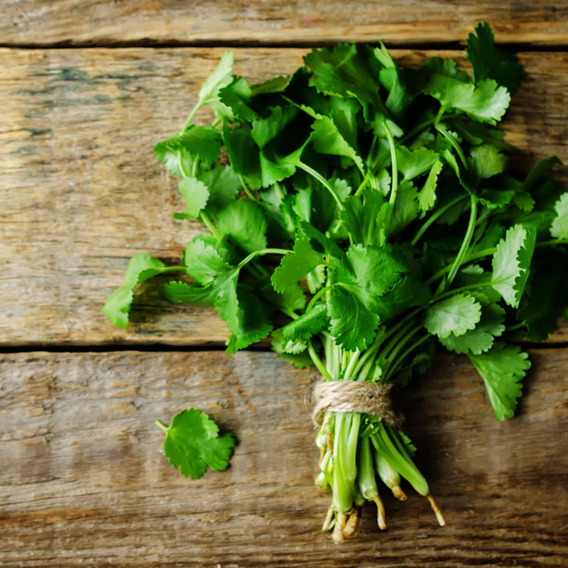 Cilantro Bunch