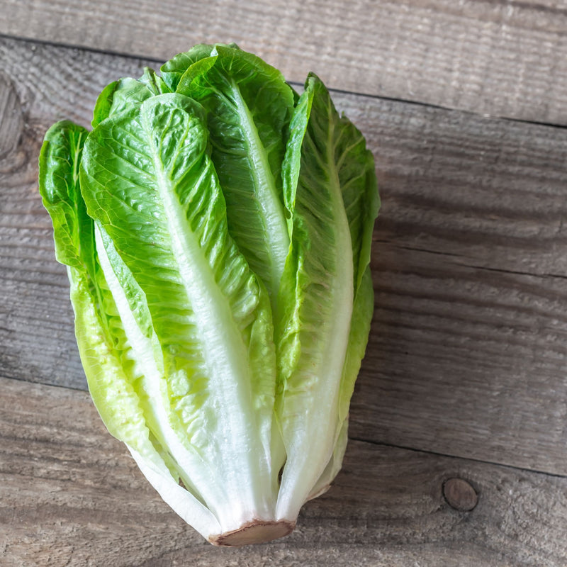 Romaine Lettuce, Organic