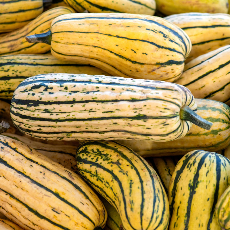 Delicata Squash, Organic