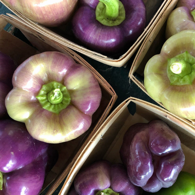 Heirloom Purple Bell Pepper, Organic