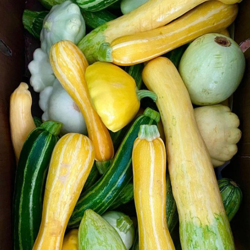 Summer Squash